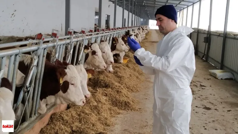 Tokat'ta Şap Aşısı Seferberliği! 253 Bin Büyükbaş Kurtarıldı