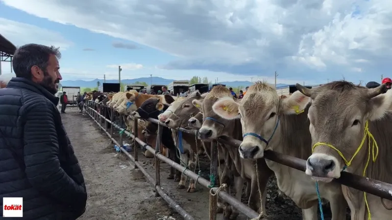 Tokat'ta Ölümcül Virüs Alarmı! Hayvan Pazarları Neden Kapatıldı?