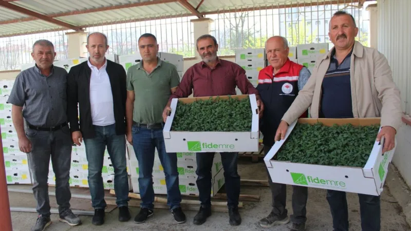 Tokat'ta Çiftçiye Müjde! 49 Bin Yerli Sebze Fidesi Dağıtıldı!
