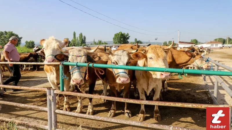 Tokat'ta Kurbanlık Alacaklar Dikkat! Yeni Hayvan Nakil Kuralları Şaşırttı!