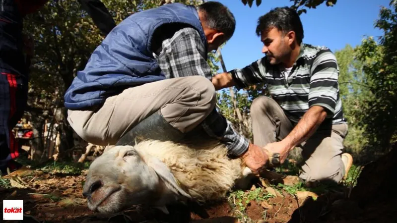 Tokat'ta Kurban Kesim Cezası Şoku! 668 Bin TL'yi Gördünüz mü?