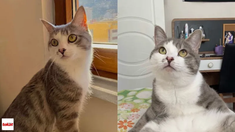 Tokat'ta Kayıp Kedi Çiko Alarmı! Bulanı Ödüllendiriyoruz!