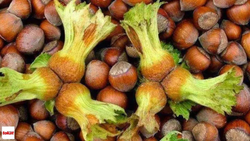 Tokat Fındığı: Avrupa ve Arap Ülkeleri Neden Kapışıyor?