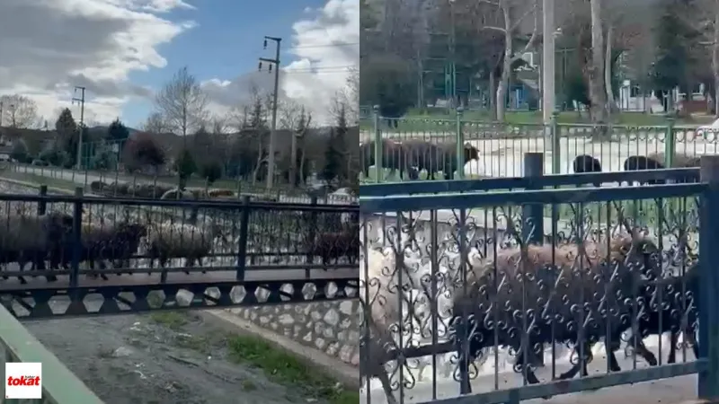 Turhal'da Şaşırtan Anlar: Koyun Sürüsü Köprüden Geçti!