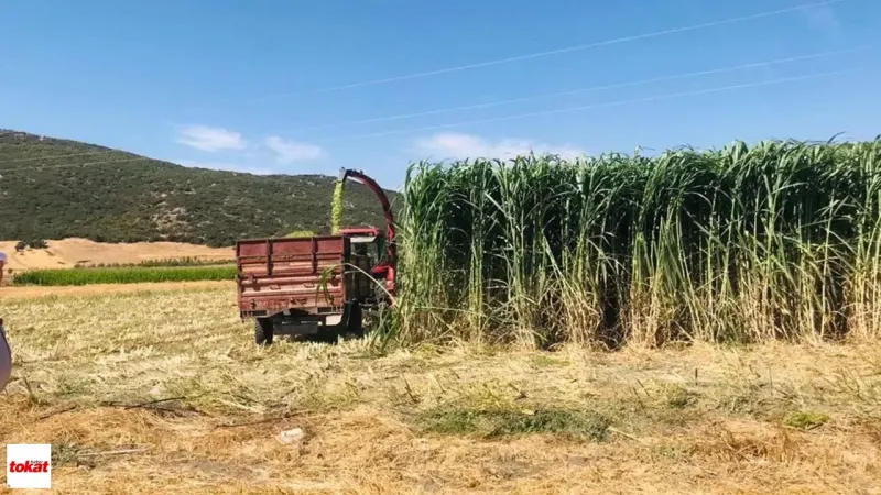 Tokat'ta Maralfalfa Devrimi! Eken Zengin Oluyor!