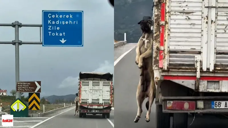 Kamyonet Kasasında Köpek Zulmü! Vicdanlar Suskun Kaldı