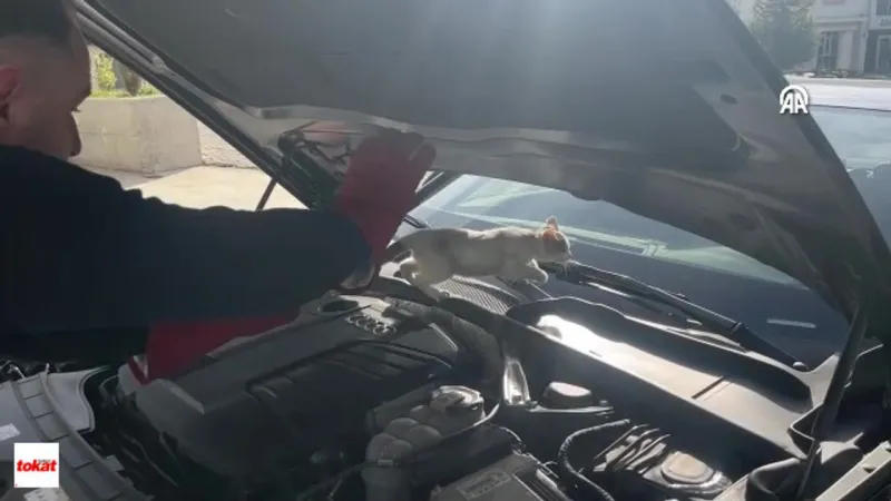 Niksar'da arabalara giren kedi yakalandı