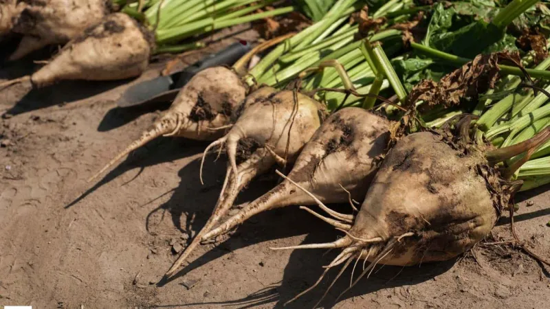 Şeker Kotaları Açıklandı! Pancar mı, NBŞ mi Kazanacak?