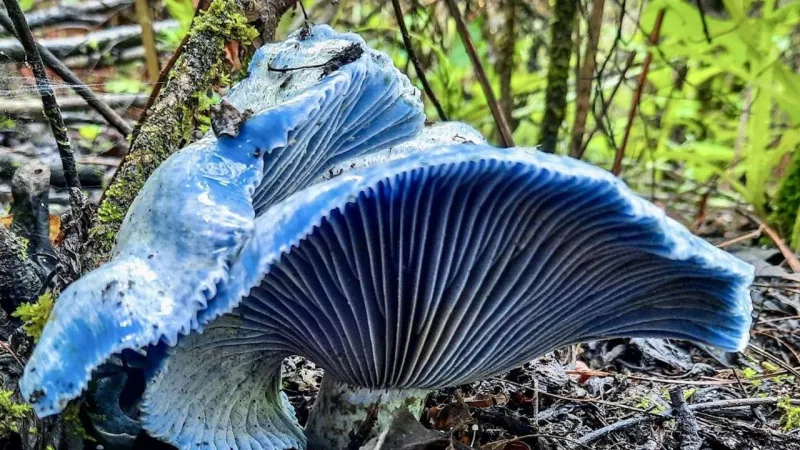 Mavi Altın Peşinde: Kanlıca Mantarı Arayanlar Şaşkına Döndü!