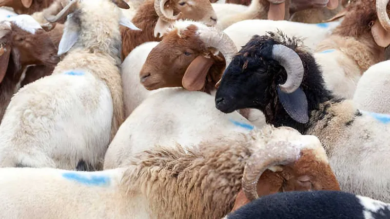 Sağlık Bakanlığından Kurban Bayramı'nda beslenme uyarısı