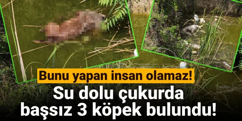 Su dolu çukurda başsız 3 köpek bulundu!