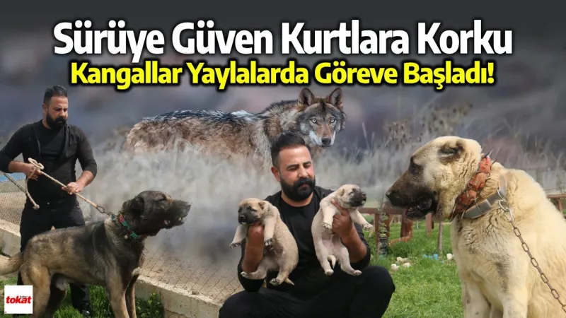Sürüye Güven Kurtlara Korku: Kangallar Yaylalarda Göreve Başladı!