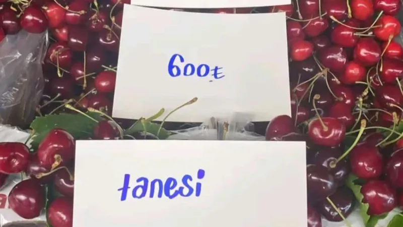 Tanesi 15 TL Kilosu 600 TL Tokat'ta Bu Kirazları ''Yemesi Tehlikeli Ve Yasak''