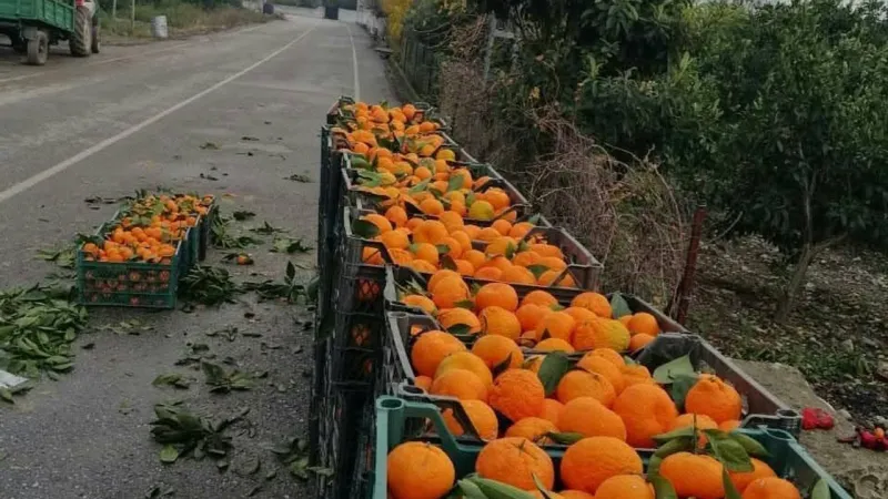 Tarlada Fiyatı 2 Liraya Kadar Düştü Tonlarcası Kasa Kasa Ücretsiz Dağıtıldı