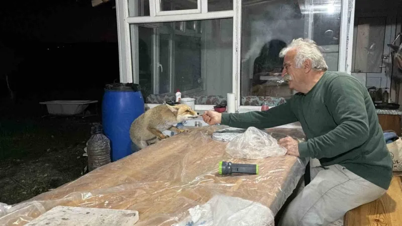 Tilki Ailesinin Sırrı Çözüldü! Her Akşam O Bağ Evindeler!