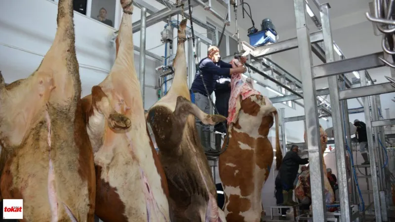 TOKAT - Başçiftlik Belediye Mezbahası'nda kurban kesim hizmeti veriliyor
