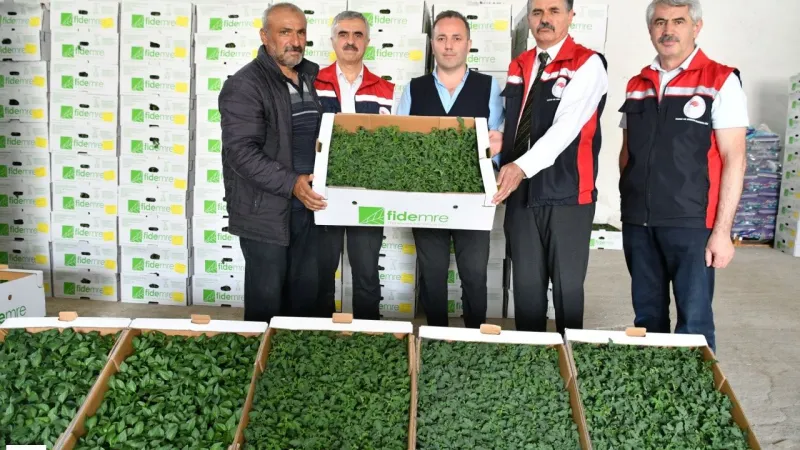 Tokat Domates ve Biberle Büyüyor: 2025'te 614 Bin Fide Çiftçiye Dağıtıldı