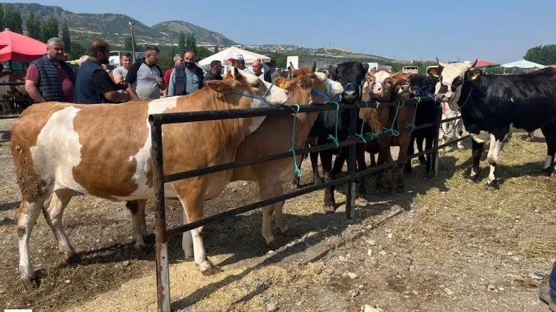 Tokat Kurban Pazarı Coştu! Bayram Öncesi Fiyatlar Uçuşta mı?