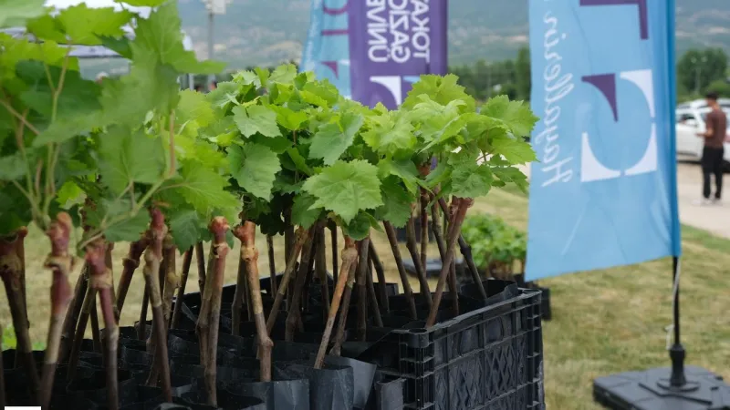 Tokat Tarımına Destek: Tüplü Asma Fidanları Çiftçilerle Buluştu!