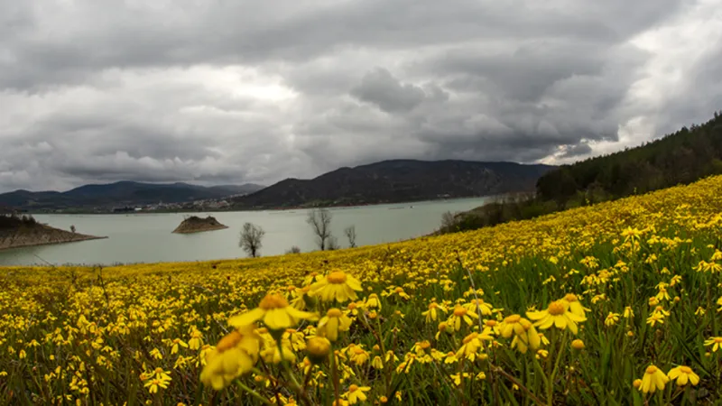 Tokat, Tıbbi ve Aromatik Bitkilerde Türkiye’nin Önemli Merkezi