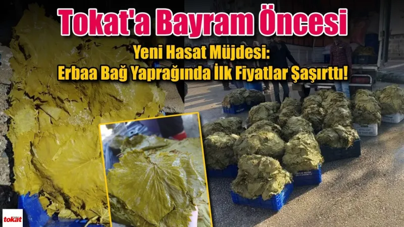 Tokat'a Bayram Öncesi Yeni Hasat Müjdesi: Erbaa Bağ Yaprağında İlk Fiyatlar Şaşırttı!