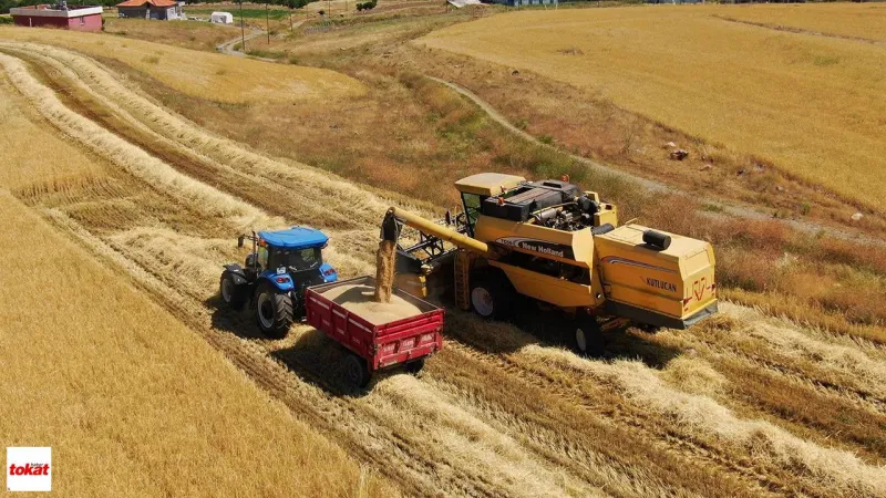 Tokat'ın Bereketli Ovalarında Sarı Altın Hasadı Başladı