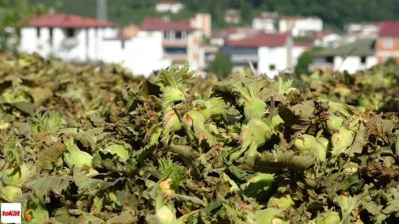 Tokat'ın İki İlçesinde Üretiliyor İşlenince Nadir Toprak Elementi Gibi Pahalanıyor Kilosu Altın Gibi Satılıyor