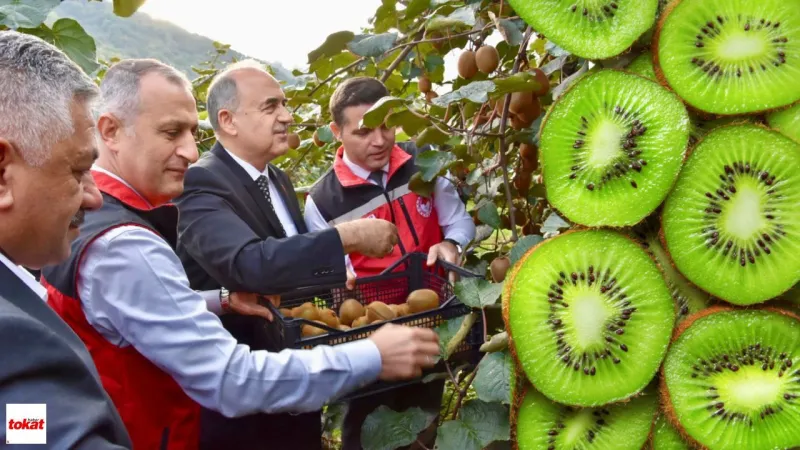 Tokat'ın komşusu kivinin coğrafi işaretini aldı, hasata başladı! Tonlarca çıkıyor