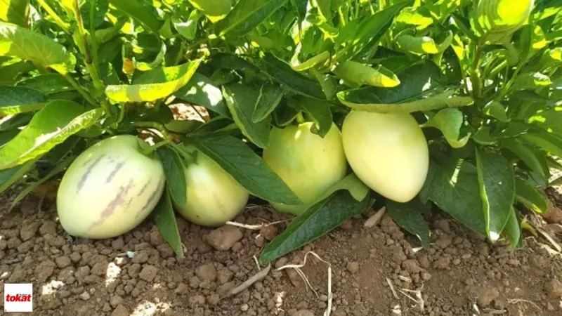 Pepino Meyvesi: Tokat'ın Tropik Hazinesi Şifa Dağıtıyor!