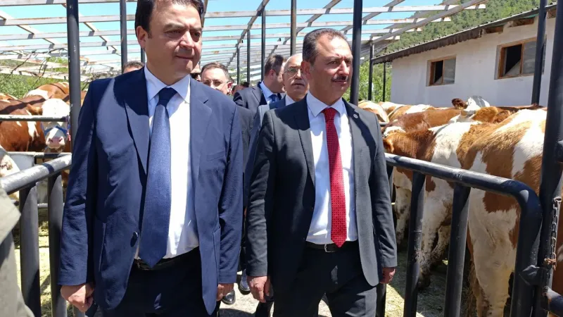 Tokatlı çiftçilere 56 milyarlık hibe: 92 düve dağıtımı yapıldı