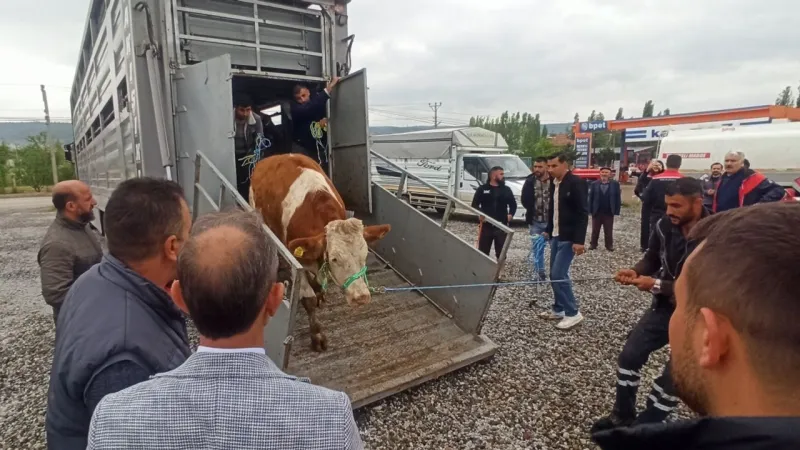 Tokat'ta Düve Desteği! Çiftçiye Can Suyu Mu Oldu?