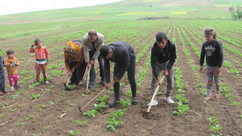 Tokat'ta Akıllı Tohum Tarımı, Mevsimlik İşçileri İşsiz Bıraktı!