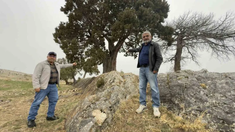 Tokat’ta Asırlık Doğa Mirası İçin “Anıt Ağaç” Seferberliği