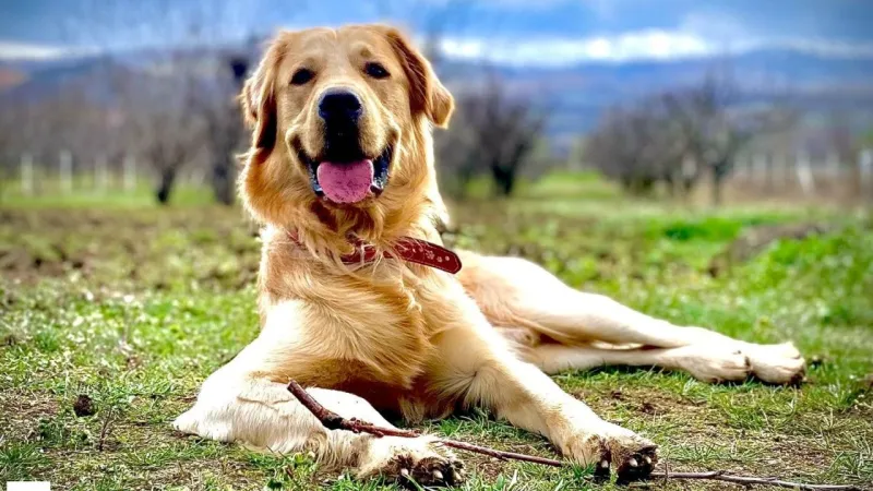Tokat'ta Kayıp Köpek Atlas Alarmı! Görenler Polise Bildirsin