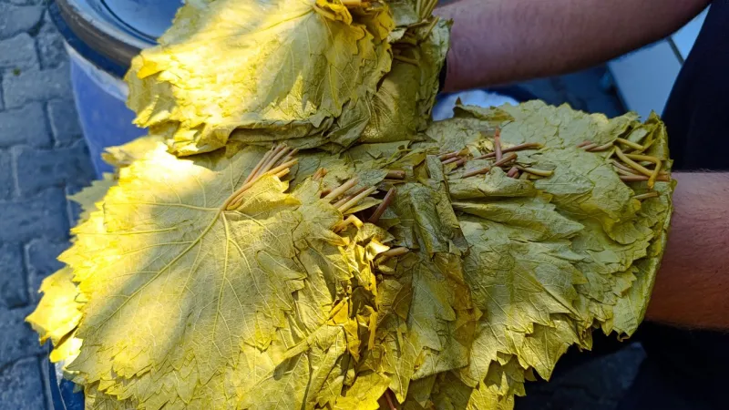 Tokat'ta Bağ Yaprağının Ateşi Düşmeye Başladı Kilosu 250'den Gidiyor