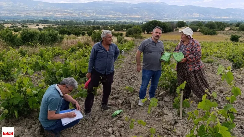 Tokat'ta Bağlarda Kalıntıya Karşı Sıkı Takip: Biyoteknik Mücadele Devam Ediyor