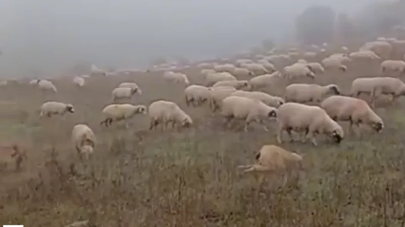 Tokat'ta Kar Sürprizi! Ekimde Beyaza Büründü