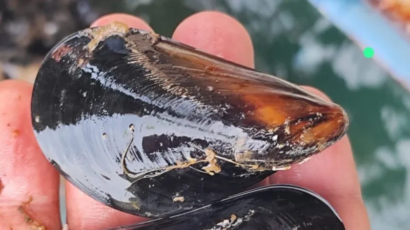 Midye Dolma Alarmı! İstanbul'da Aile Faciası, Kaçak Tehlike mi?