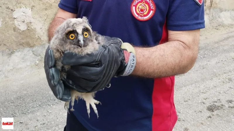 Tokat'ta Doğal Yaşama Şefkat Eli