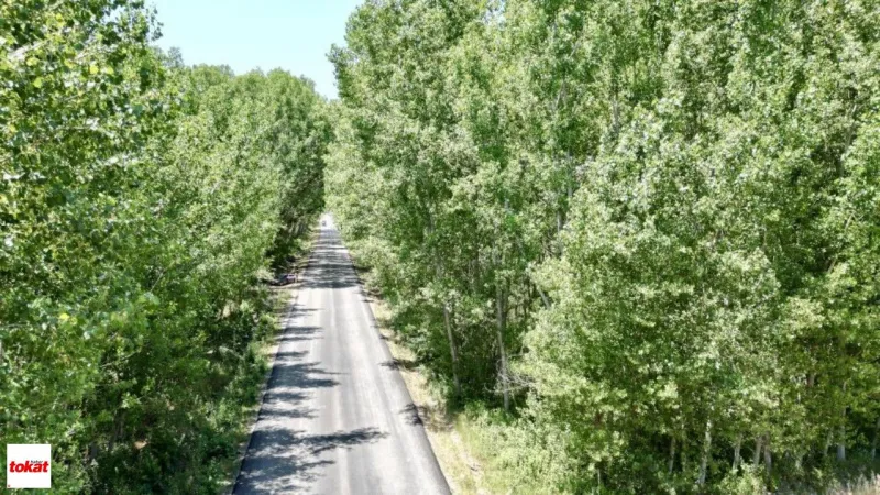 Tokat’ta Doğanın Sanatı: Ağaç Tünelli Köy Yolu Görenleri Büyülüyor