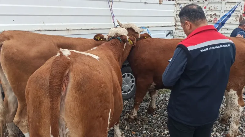 Tokat'ta Düve Krizi! Çiftçiden Kusurlu Hayvan İddiası