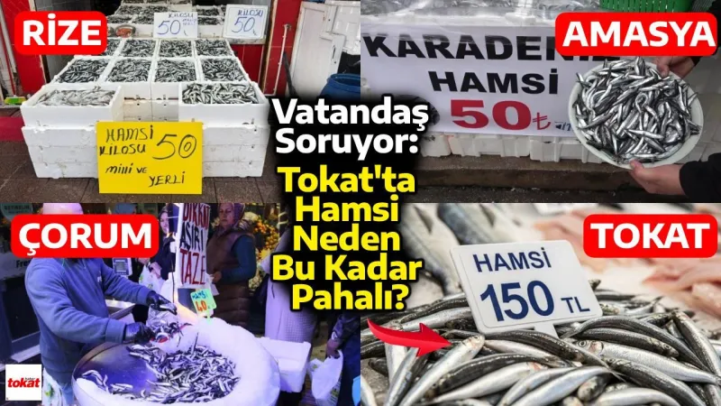 Tokat'ta Hamsi Şoku! Çorum 40 TL, Tokat 150 TL: Bu Fark Neden?