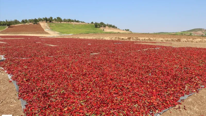 Tokat'ta Kırmızı Alarm! Biber Hasadı Başladı, Fiyatlar Uçacak mı?