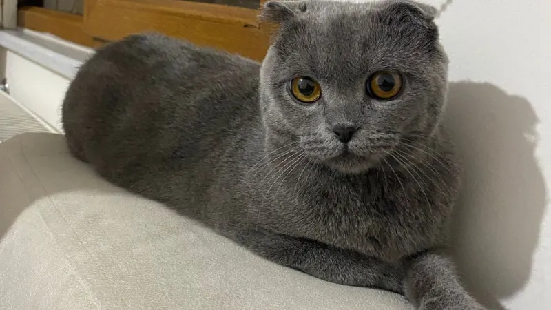 Tokat'ta Kedi Firarda: Sahibi Aranıyor!