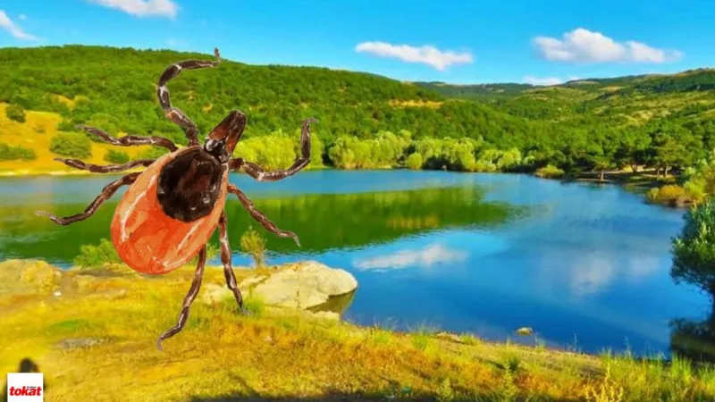 Tokat’ta Kene Paniği: Pikniğe Gidenler Üzerlerinde Keneyle Karşılaştı!
