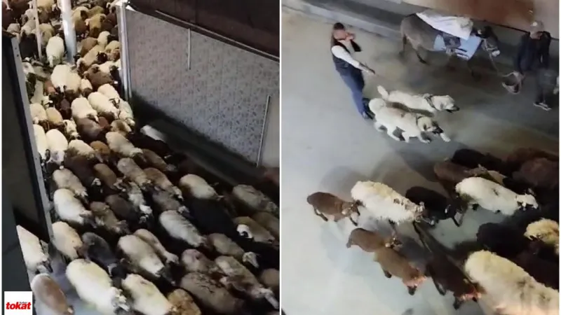 Tokat'ta Şaşırtan Anlar: Koyun Sürüsü Gece Yarısı Şehri Bastı!