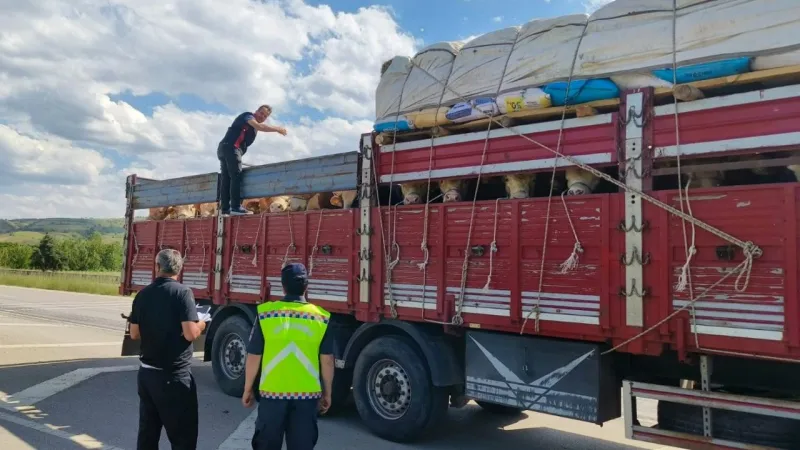 Tokat’ta Kurbanlık Denetimleri Sıkılaşıyor: Belgesiz Hayvan Taşıyanlara Ceza Yağacak