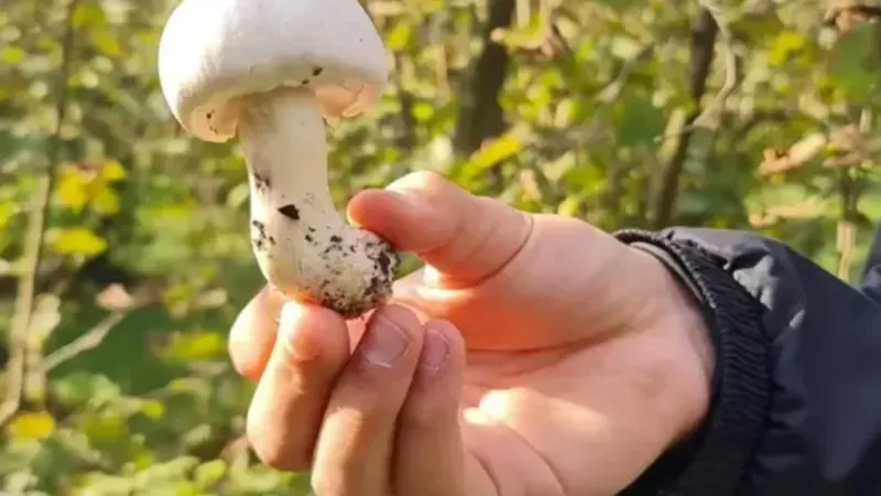 Tokat'ta Ölüm Meleği Alarmı! Mantar Zehirlenmesi Uyarısı