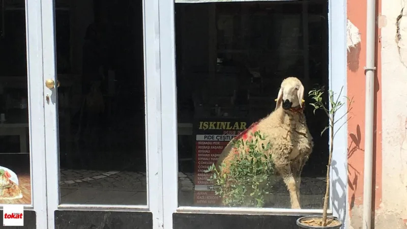Tokat'ta Camdan Bakan Koç Viral Oldu! Bu Görüntüye İnanamayacaksınız!