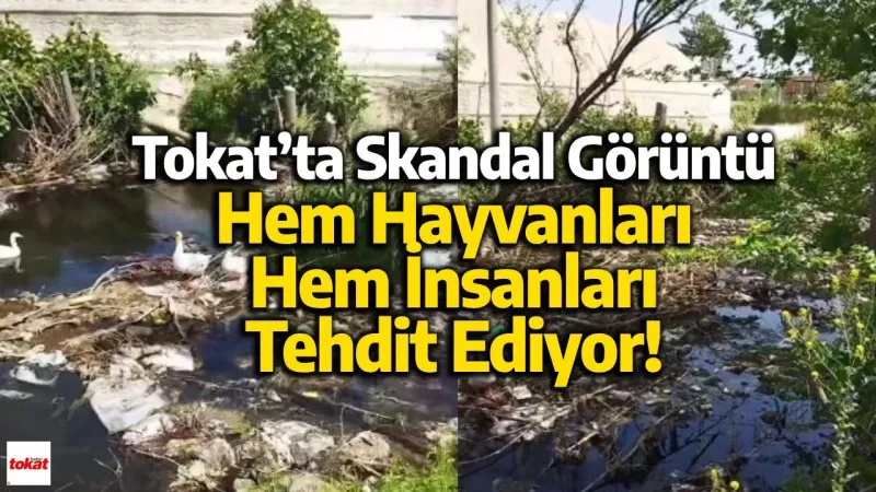 Tokat’ta Skandal Görüntü: Hem Hayvanları Hem İnsanları Tehdit Ediyor!